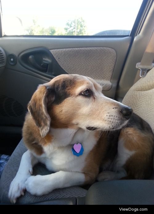 This is Katie! She’s a 10 year old beagle/blue heeler mix that…
