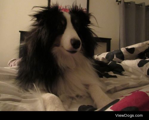 Bed-head Mosby, the sheltie.
