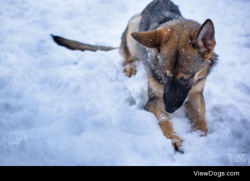 shepherd-tails:

1/6/2015
Always eating snow…