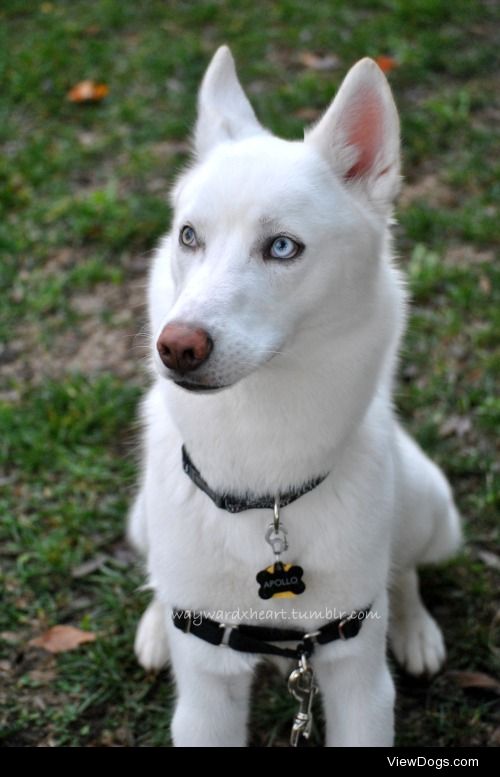 Apollo, my 9 month-old Siberian Husky…