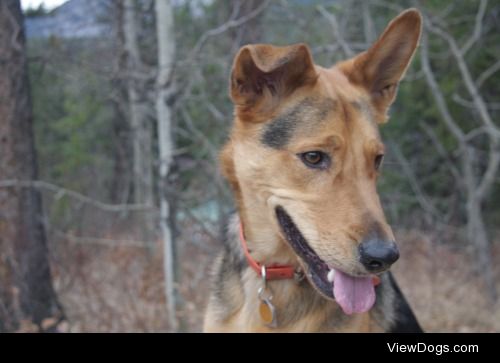 Jericho is a German Shepherd x everything mix. Taken in the…