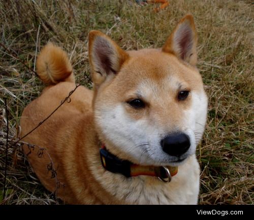 Conker the Shiba Inu.