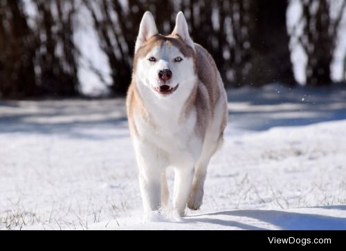 My Siberian Husky, Piper, in her natural habitat. Her instagram…