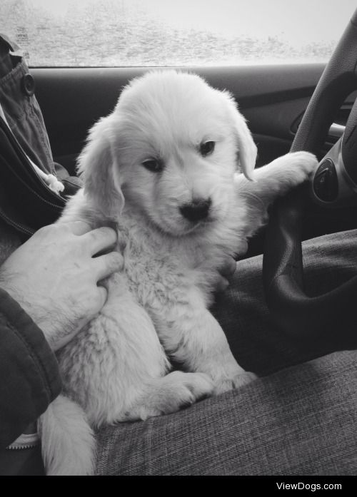 This is Watson a 7 week old English Golden Retriever.