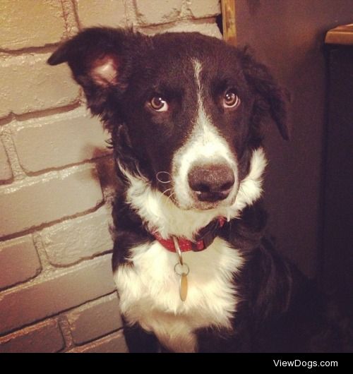 Earnest the border collie 