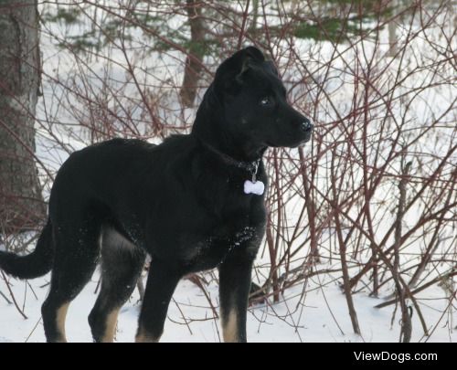 This is Zoey.
She’s a 5 month old Lab/German Shepherd.