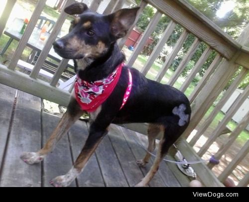 Inky the Australian cattle dog/Doberman mix
With her groomers…