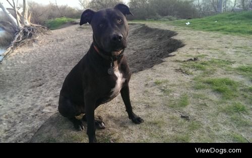 Winchester after a day of river play. 
American pit bull…