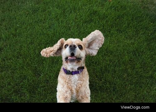 This is Sherman, an 8 year old cocker spaniel mix