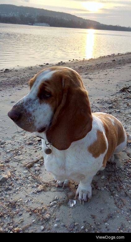 Molly, 3.5 yo basset hound