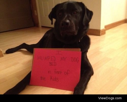 Not in front of the children!!

"I humped my dog bed…in…