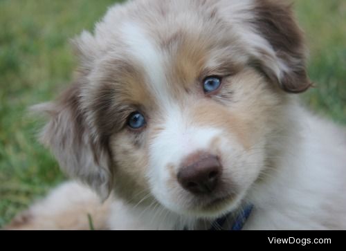 blue eyed cutie at 9 weeks old