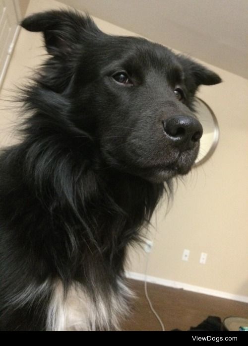 This is Marley. He is a Border Collie and Chow mix. When he is…
