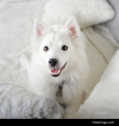 Kokoro the american eskimo dog, via instagram.com/emwng