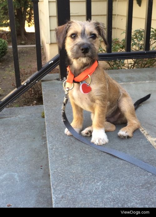 The first and last time my terrier mix puppy Tucker ever sat…