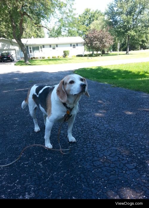 This is my beagle, Jack! He’s my best friend.