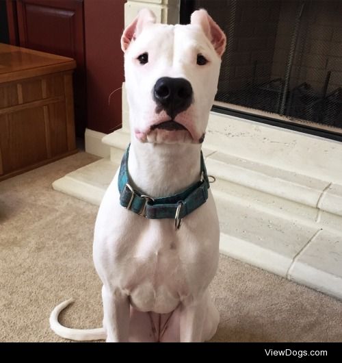 Cheese, please?

Evelyn the 6.5 month old Dogo Argentino