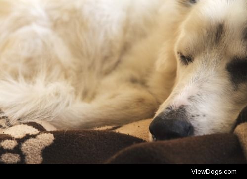 Patch, 9 year old border collie, in his usual sleeping spot.