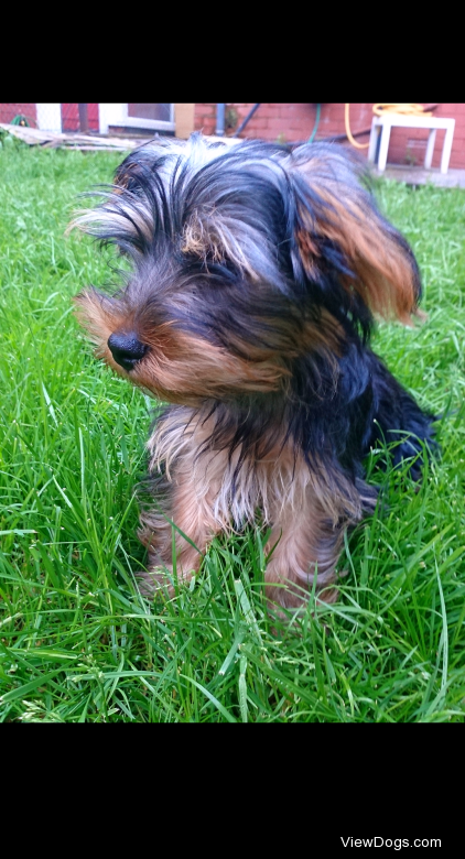 Oscar, 3 month old Yorkshire Terrier, on his first walk after…