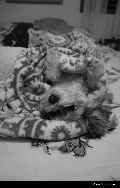 Scrabble all snuggled in bed.