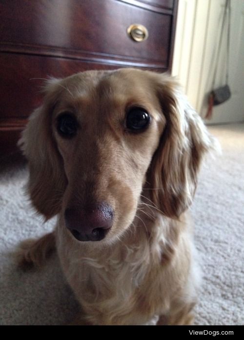 Luna, my long haired miniature dachshund