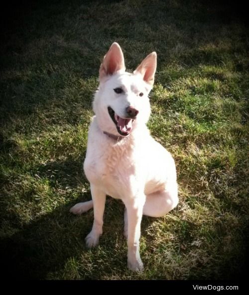 This is Rune, a shelter dog, basking in some sunlight. Favorite…