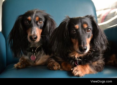 Finn (left) and Jig (right), miniature Dachshunds.