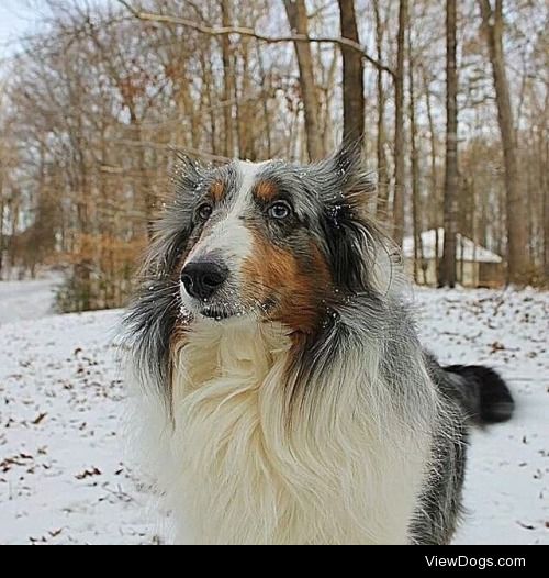 My blue Merle Shetland sheepdog enjoying  some snow