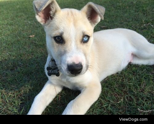 meet dexter this was him at 9 weeks he’s a husky cross akita :)