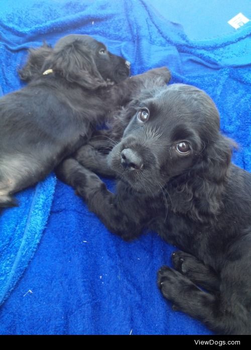 My two month old Cocker Spaniel Lilly and her brother Nemo who…