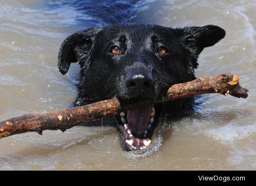 Starbuck with two of her favorite things – a lake and a stick!