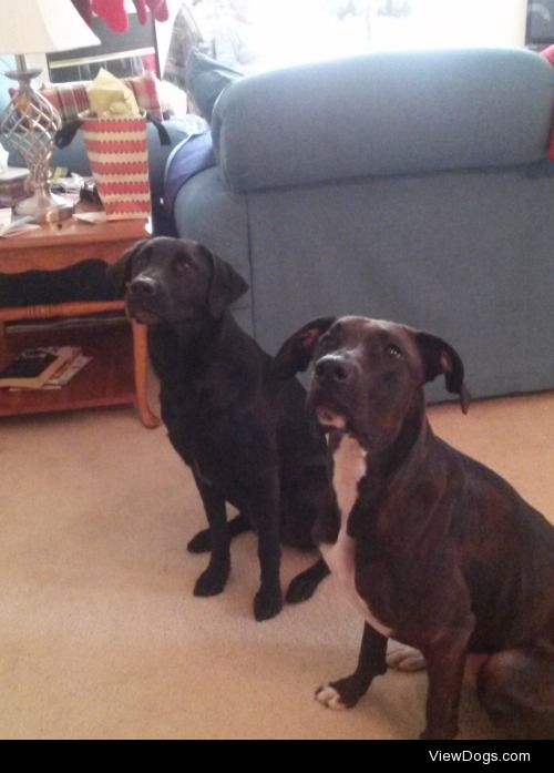 Sister’s 5 year old lab mix Lilly on the left, and my 2 year old…