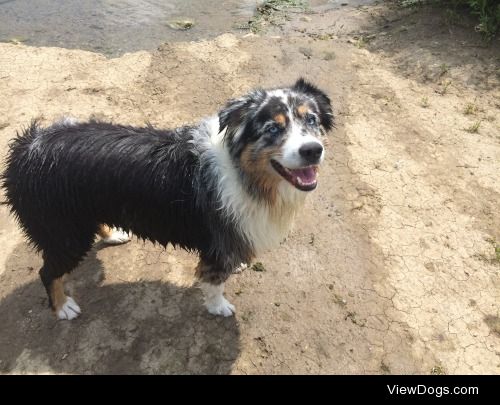 Charlie last summer at the lake after a swim :)