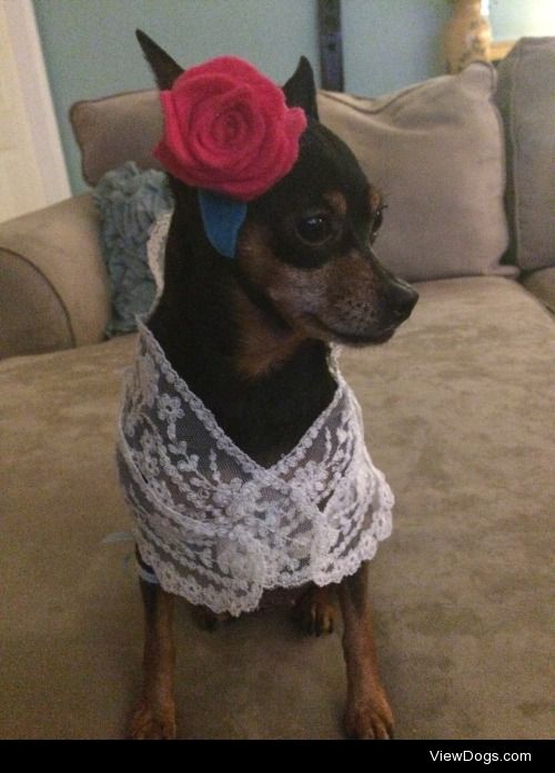 Miniature Pinscher  India Kahlo