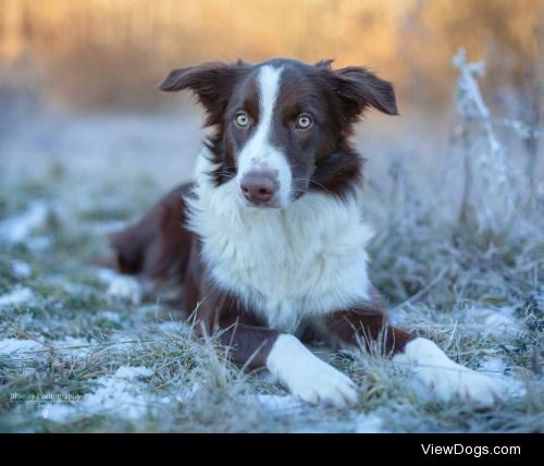 8 month old border collie pup
Photographed by:
Norwegian dog…