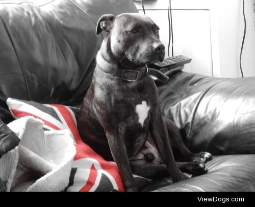 Barney the staffordshire bull terrier cross whippet enjoying his…