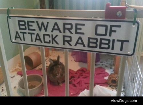 Rabbit of Caerbannog

Stewie got this sign for Christmas after…