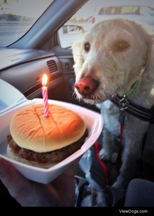 Uma, a labradoodle, celebrating turning the big 04 :)