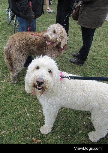 Daisy & Murphy, goldendoodles.