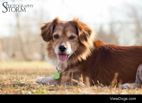 Sarge, 10 years old
Mixed Breed