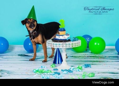 Happy birthday to my amazing mega-mutt (aka brat terrier)…