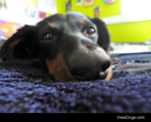 meet Baer, the most delightful miniature dachshund in the world!