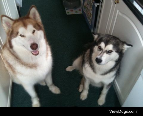 Koda (5) and Alaska (2) our Alaskan malamutes!!