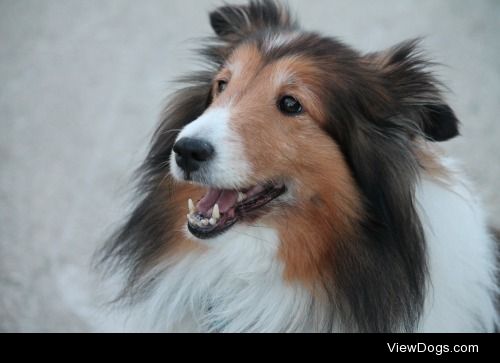 My neighbour’s beautiful Sheltie, Ashley!!!