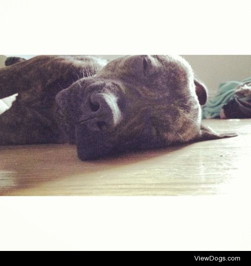 This is Owsley Bear the 90 pound brindle…