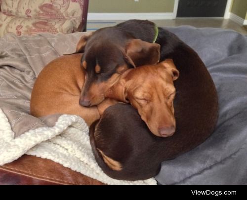 my Miniature Dachshund pups taking a nap together :-) 