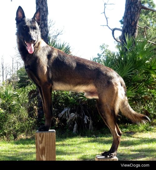 Belgian Malinois – Voodoo