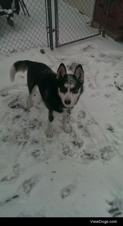 My 3 and a half year old Alaskan husky named Apollo