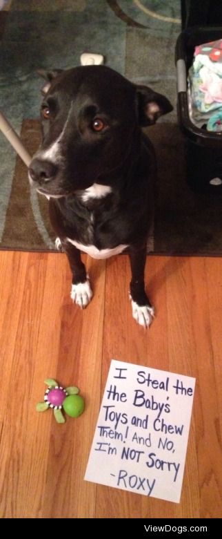 Roxy Hart-breaker

Roxy, our 3 year old pit mix, LOVES our…