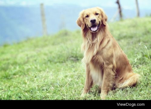 Dobby. Male. 2 years old. Golden Retriever.